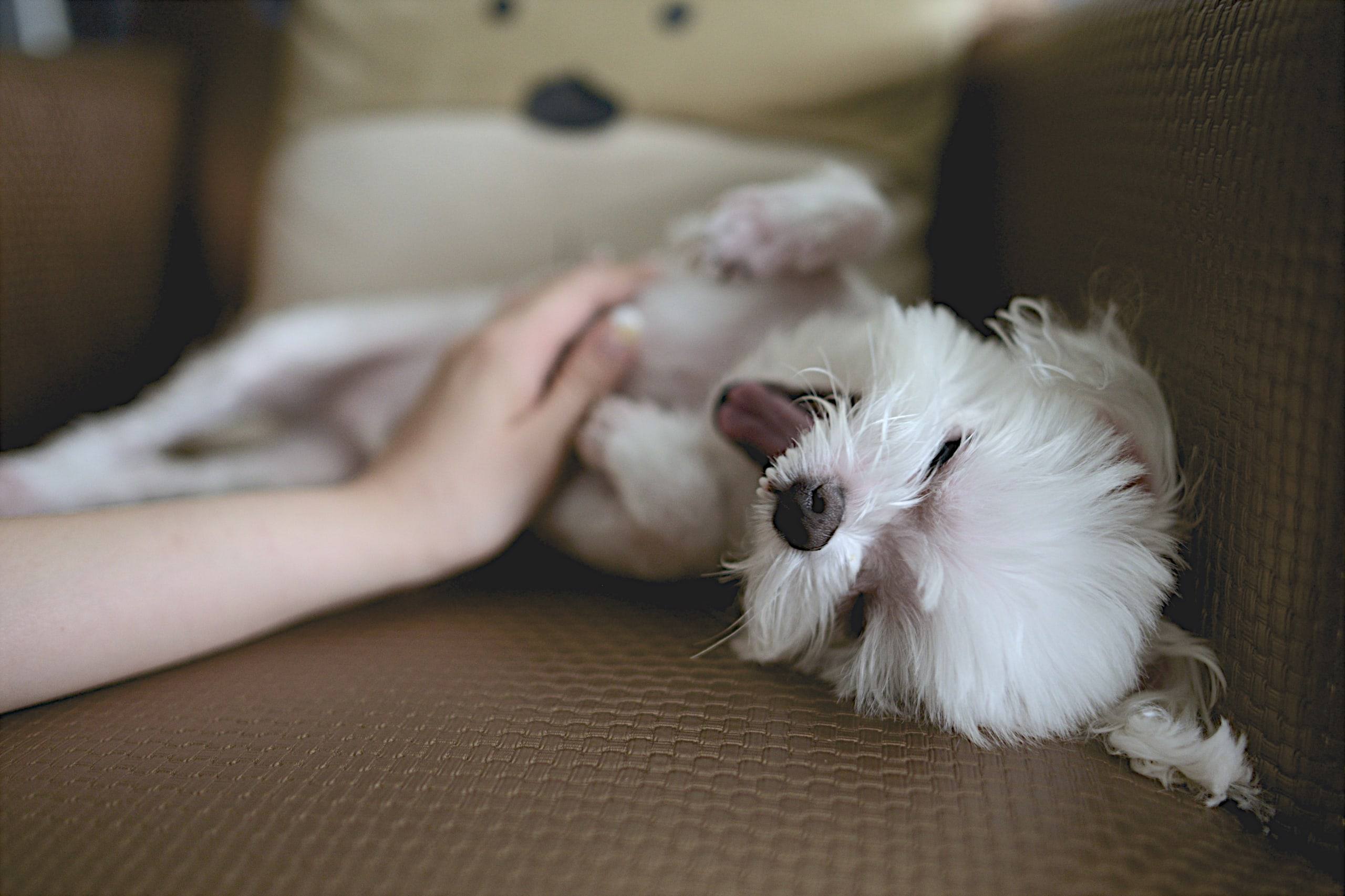 Une main caresse le ventre d’un petit chien blanc couché sur le dos, qui bâille sur un canapé.